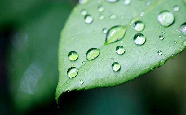 雨露甘霖